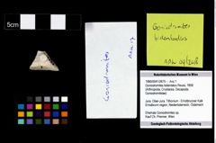 Foto (Objekt + Etikett) von Goniodromites bidentatus (Reuss, 1858)  (NHMW-GEO-1990-0041-2675)